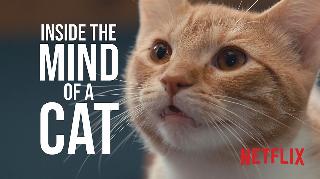 Inside the Mind of a Cat film artwork