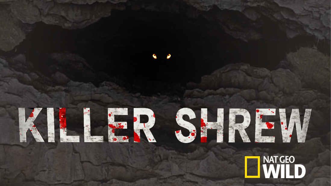 Killer Shrew artwork