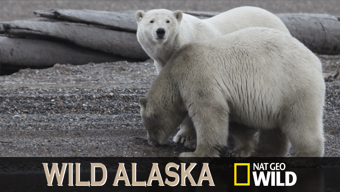 Wild Alaska artwork