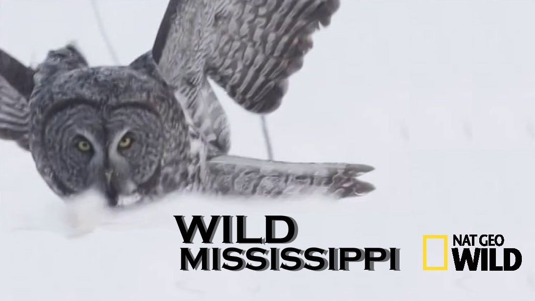 Wild Mississippi artwork
