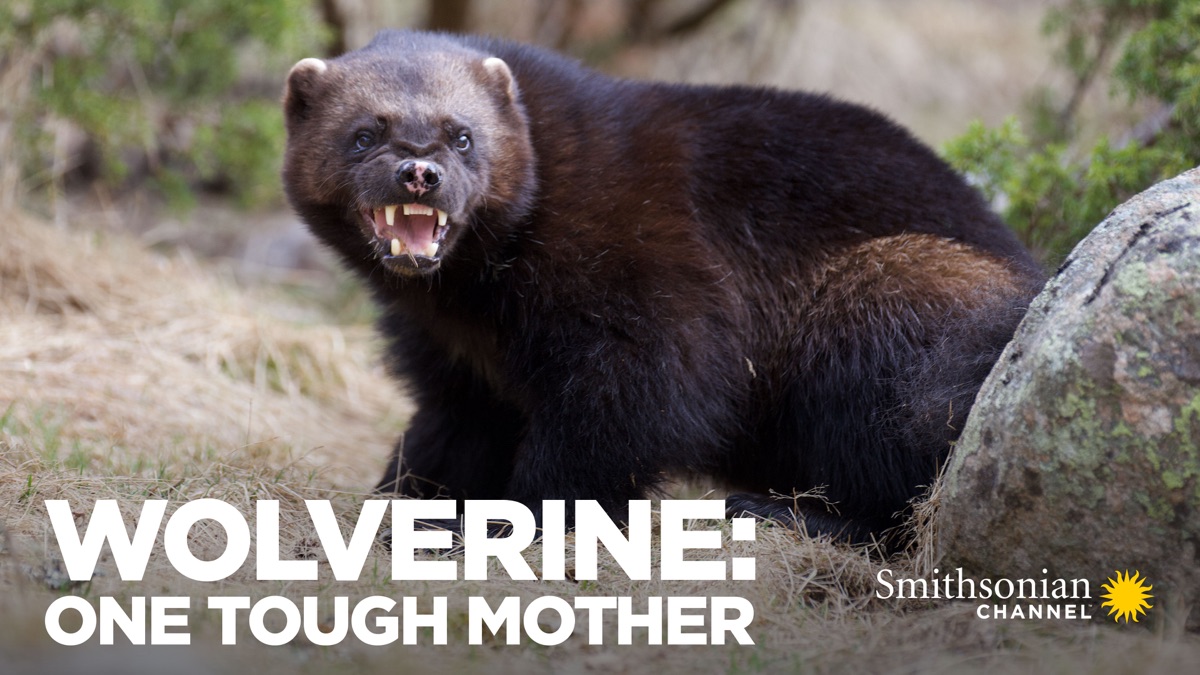Wolverine: One Tough Mother artwork