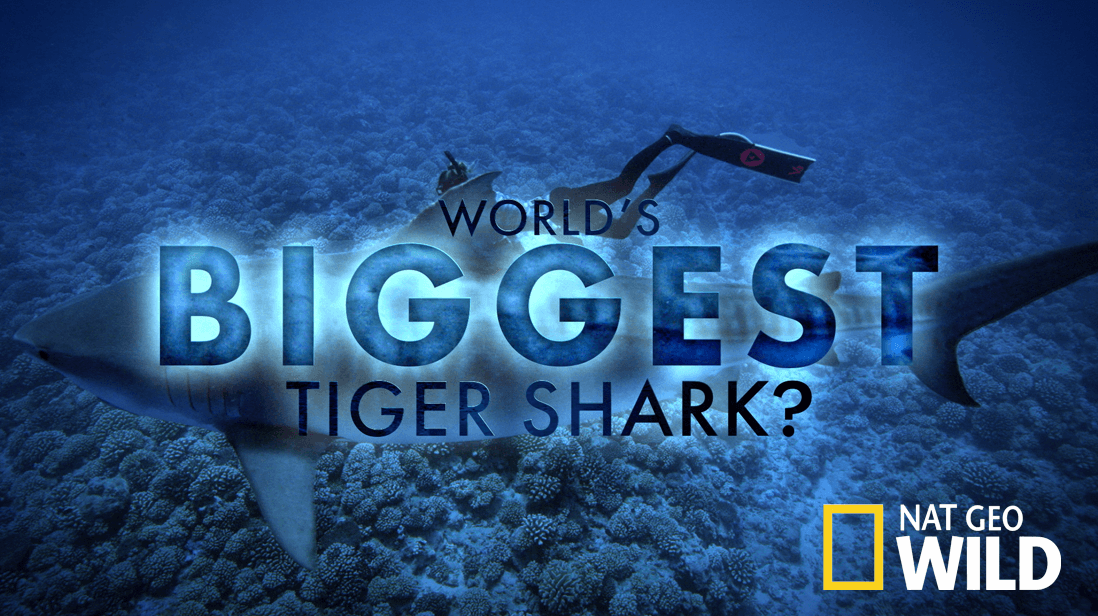 World's Biggest Tiger Shark artwork