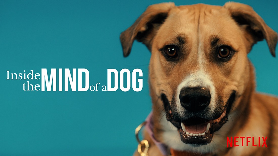 Inside the Mind of a Dog film artwork