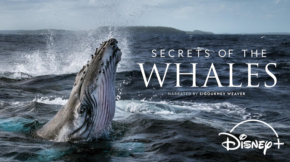 Secrets of the Whales series artwork
