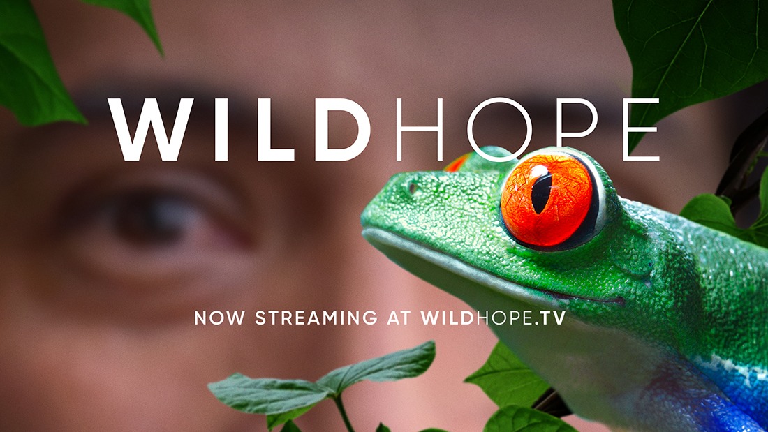 Wild Hope series artwork